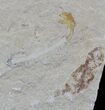 Cretaceous Soft-Bodied Fossil Polychaete Worm & Fish #24124-2